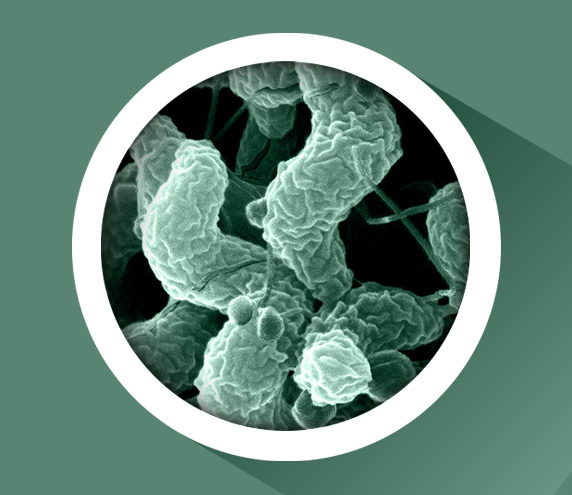 Campylobacter - Joint Working Group